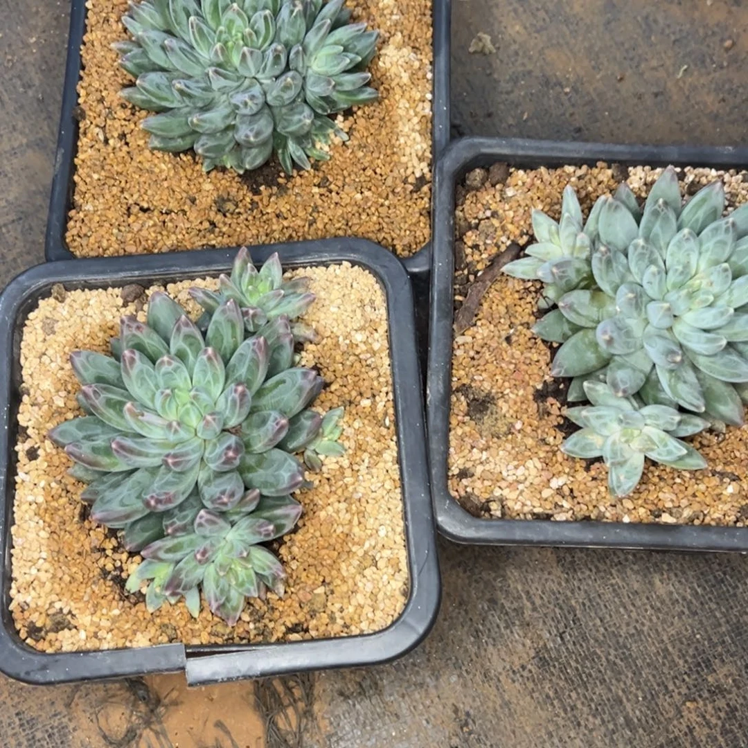 鱼****鱼姐 三颗雪黛丽 寄养