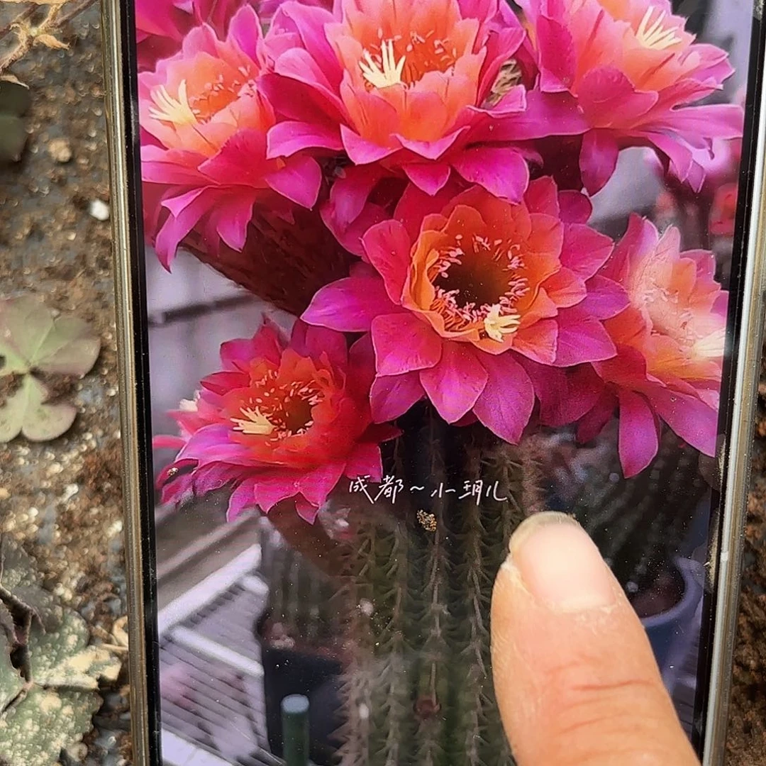 有根十公分时光球球