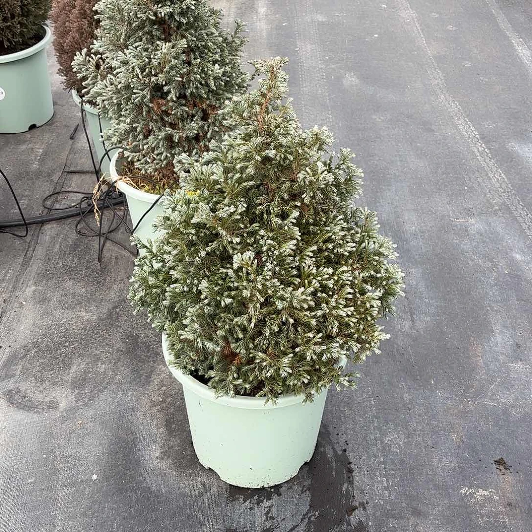 蓝湖柏6加仑圣诞树