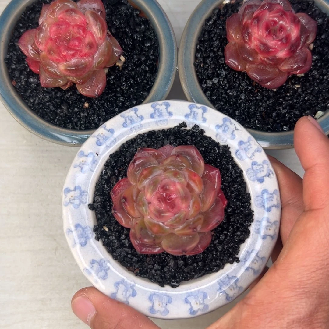 开播福利三颗糖心