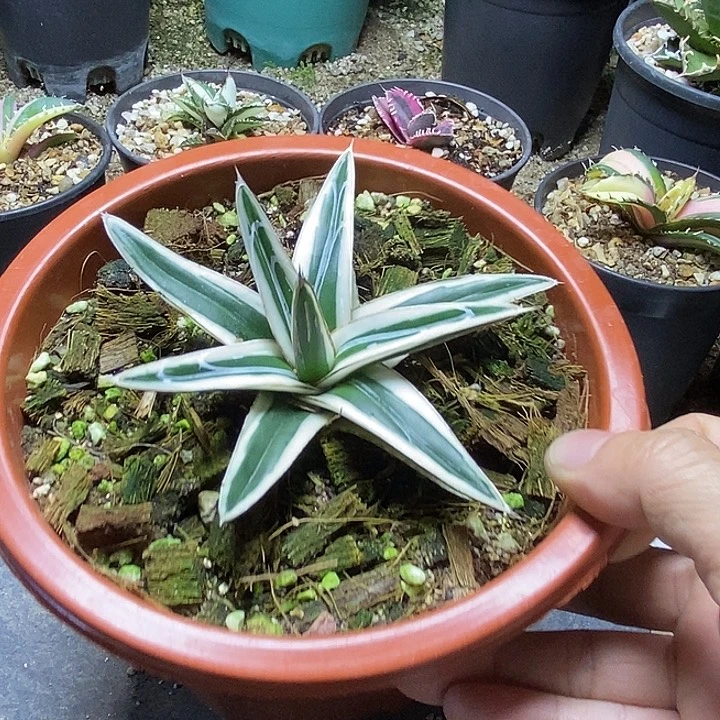 龙舌兰科冰山一个
