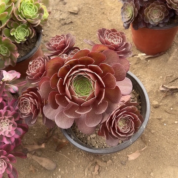 云***姐多肉植物法师法师34