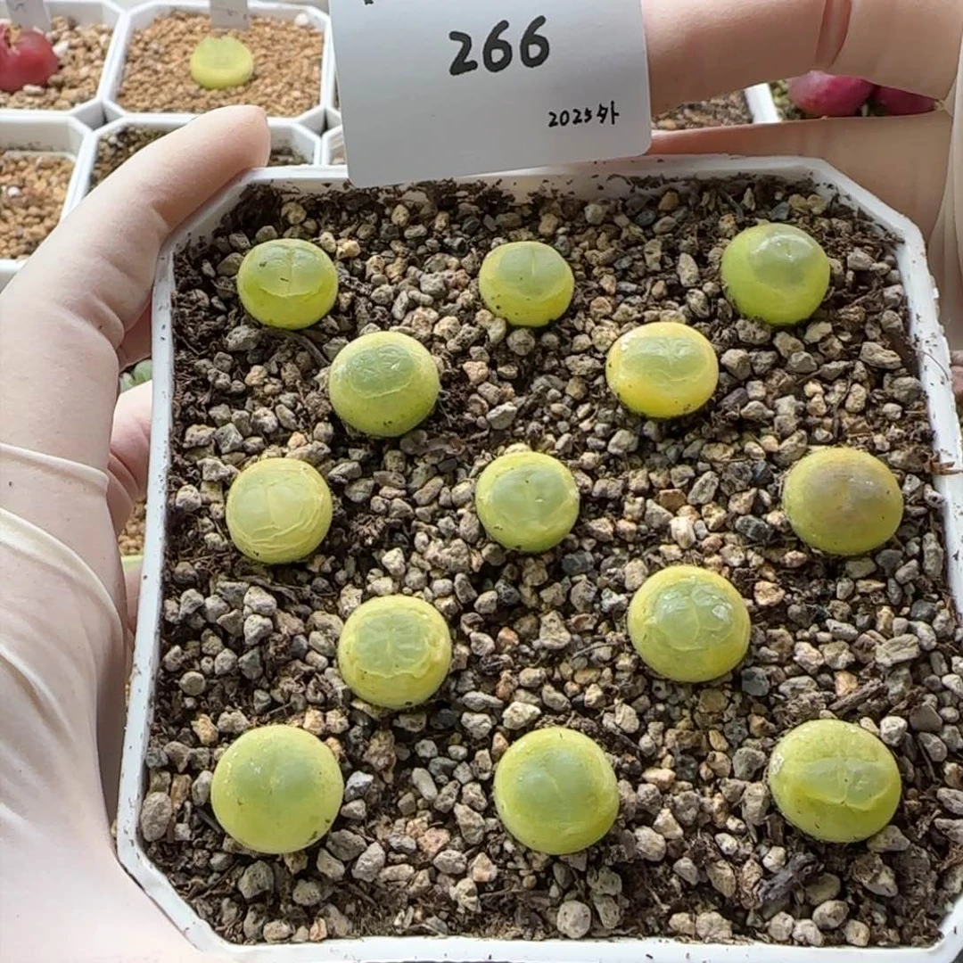 路*多肉多肉多肉2025-266路人