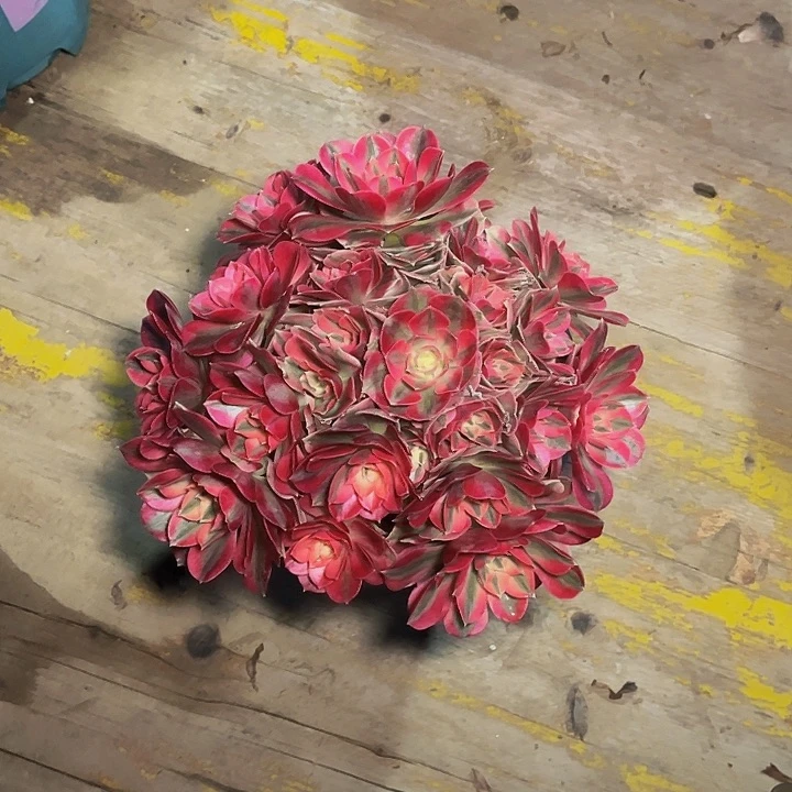 粉女巫粉女巫001