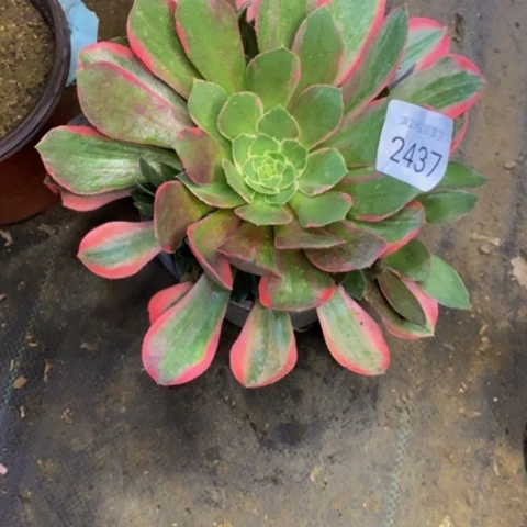 女妖多肉植物2437