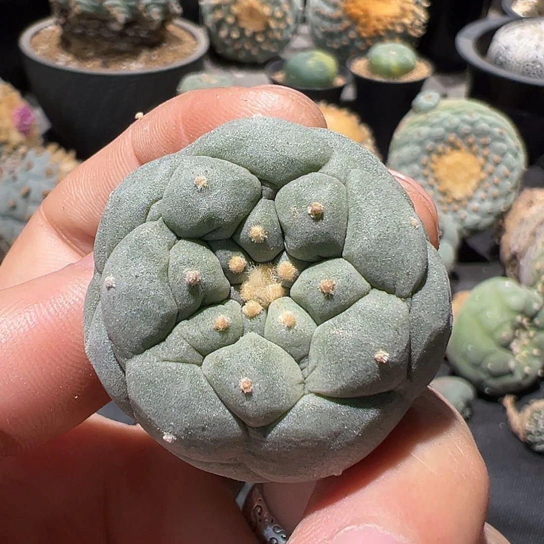 元宵价 实生小u佛头银