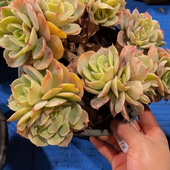 静*黄玫瑰缀化18050多肉