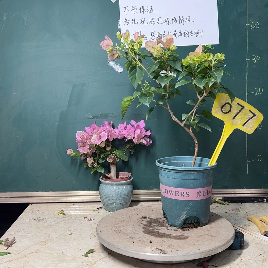 完全开放造型 暗斑五宝 077