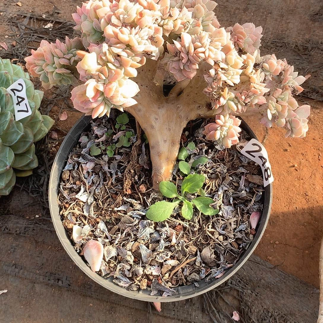 248 一物一拍多肉