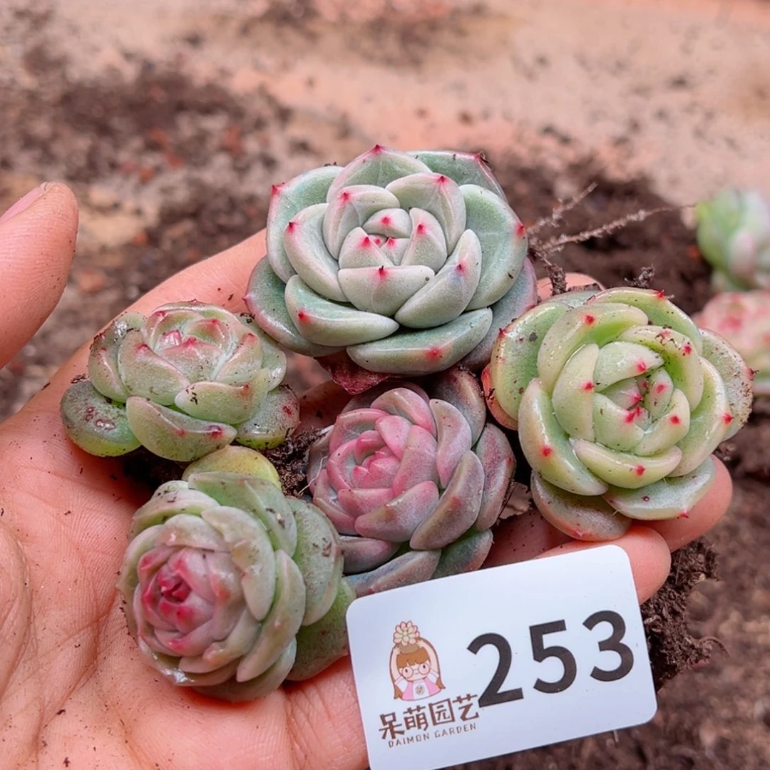 多肉植物多肉植物