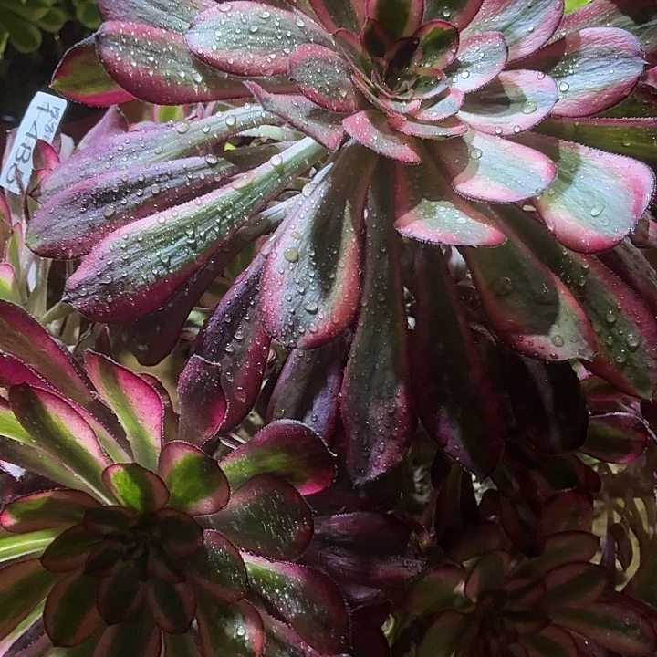 香奈儿40公分一棵脱土包邮