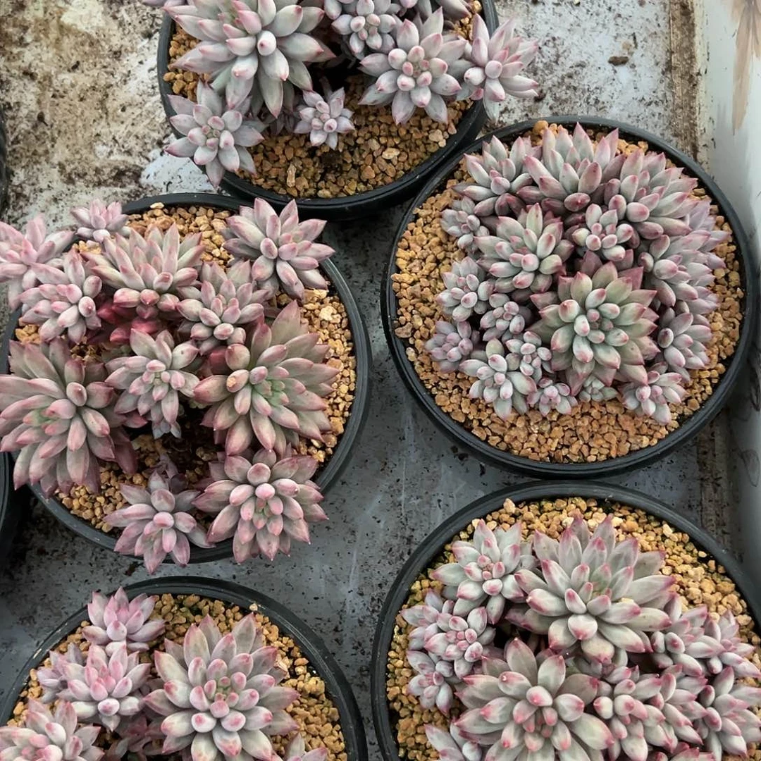 【闪购商品】钻石虞美人多肉植物量拍