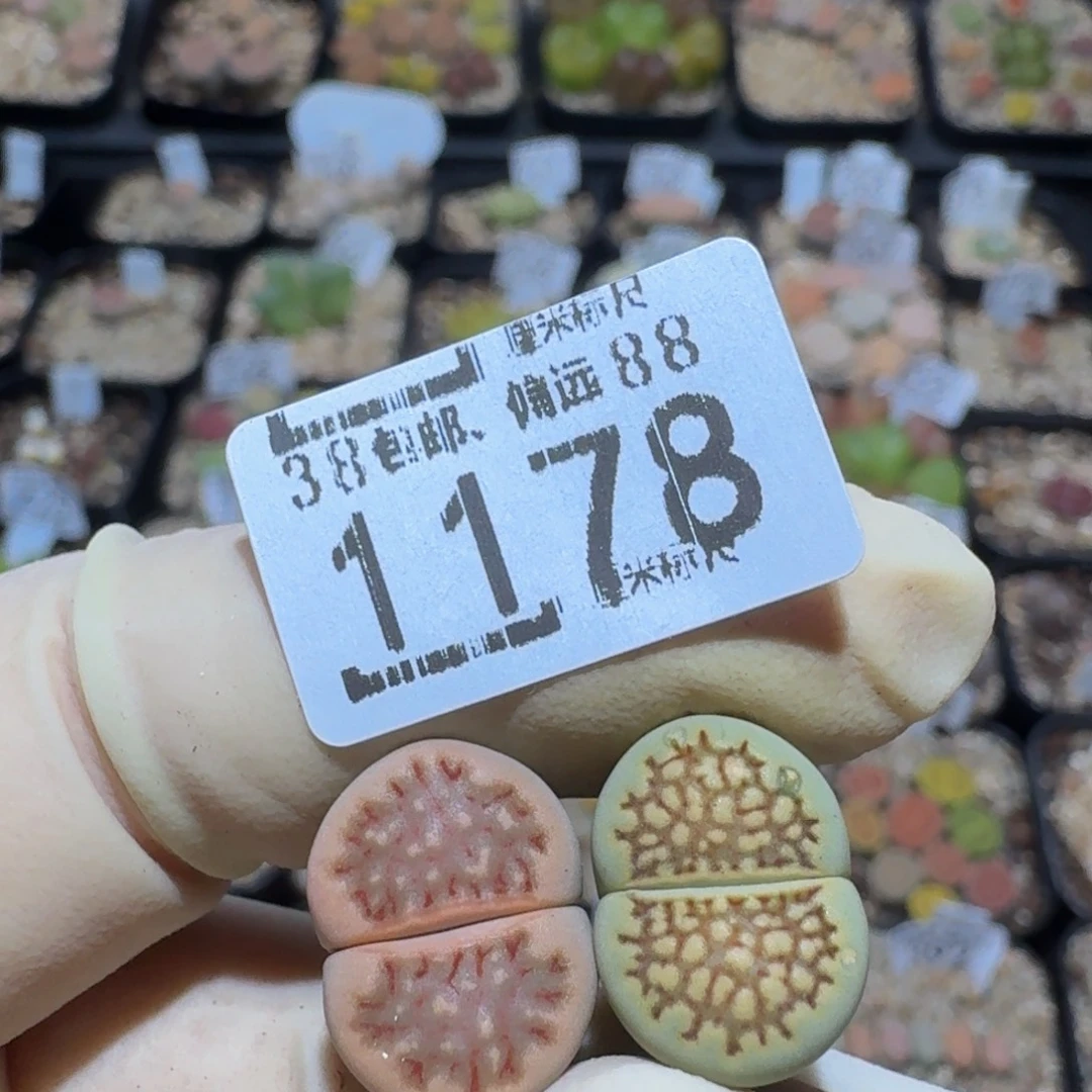 菲***崽zzzz精品生石花1178