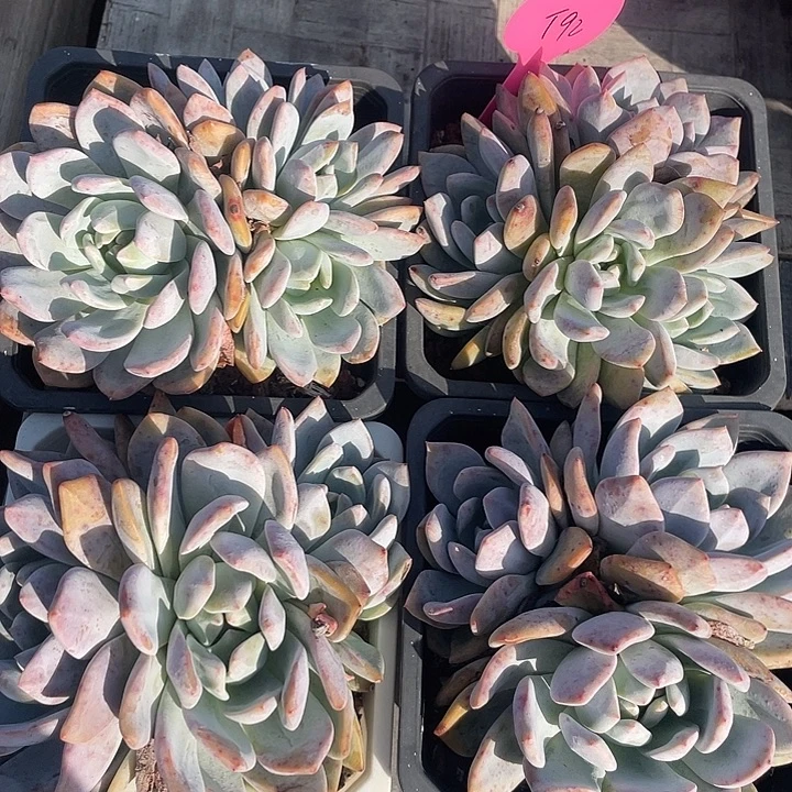 石榴子星影多头群生92