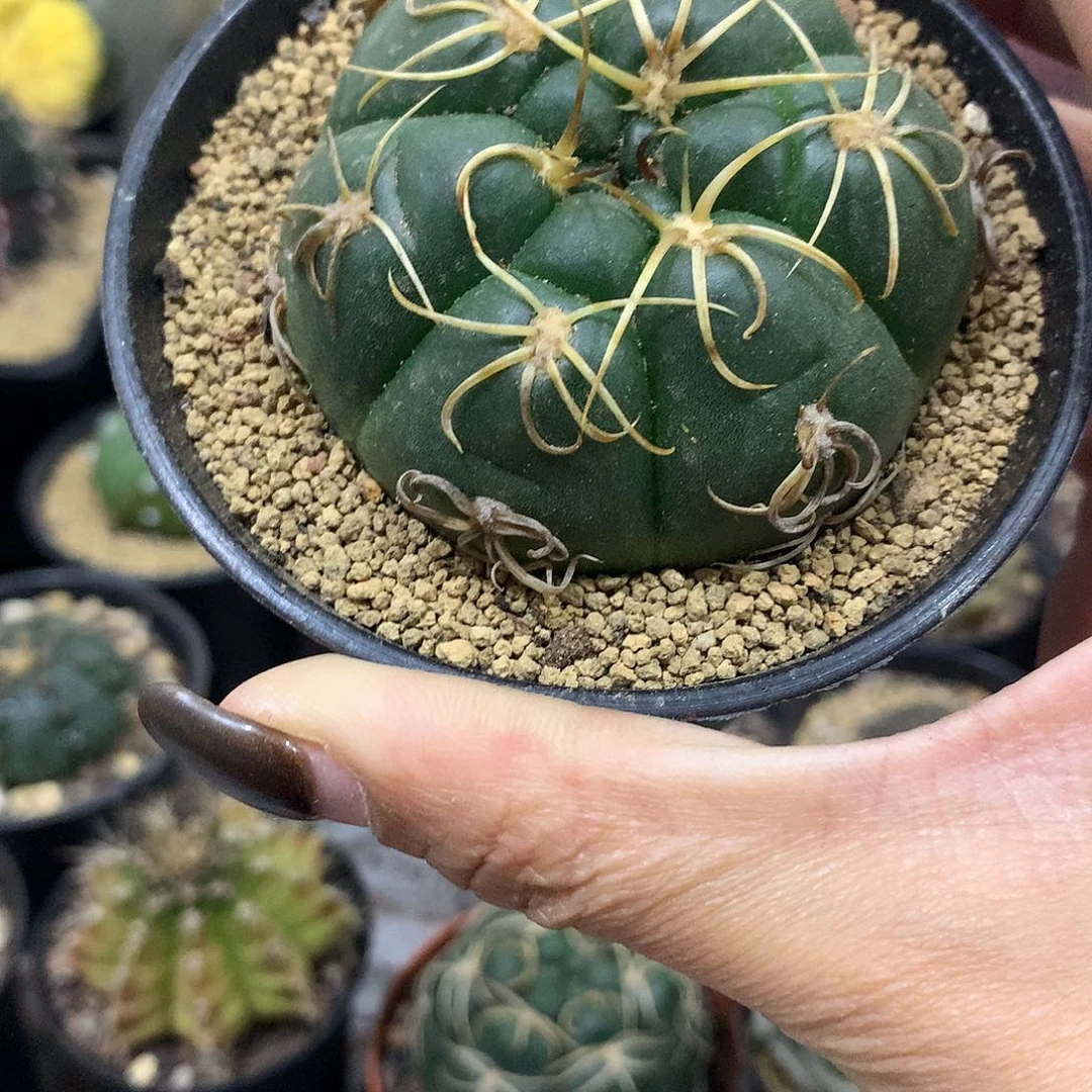 福利实生根趴刺海王