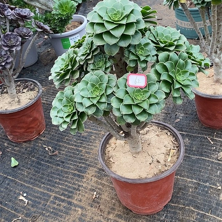 62，绿法师多肉法师