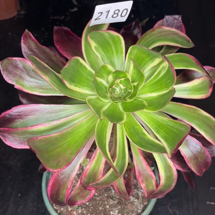 紫嫣多肉发货发货