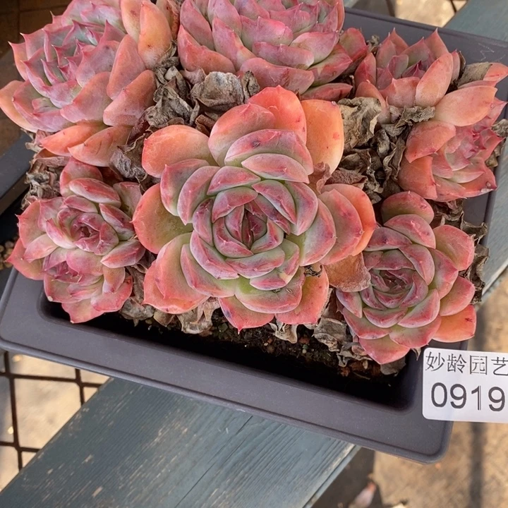 蕾***姐919杂交老桩基地～16厘米