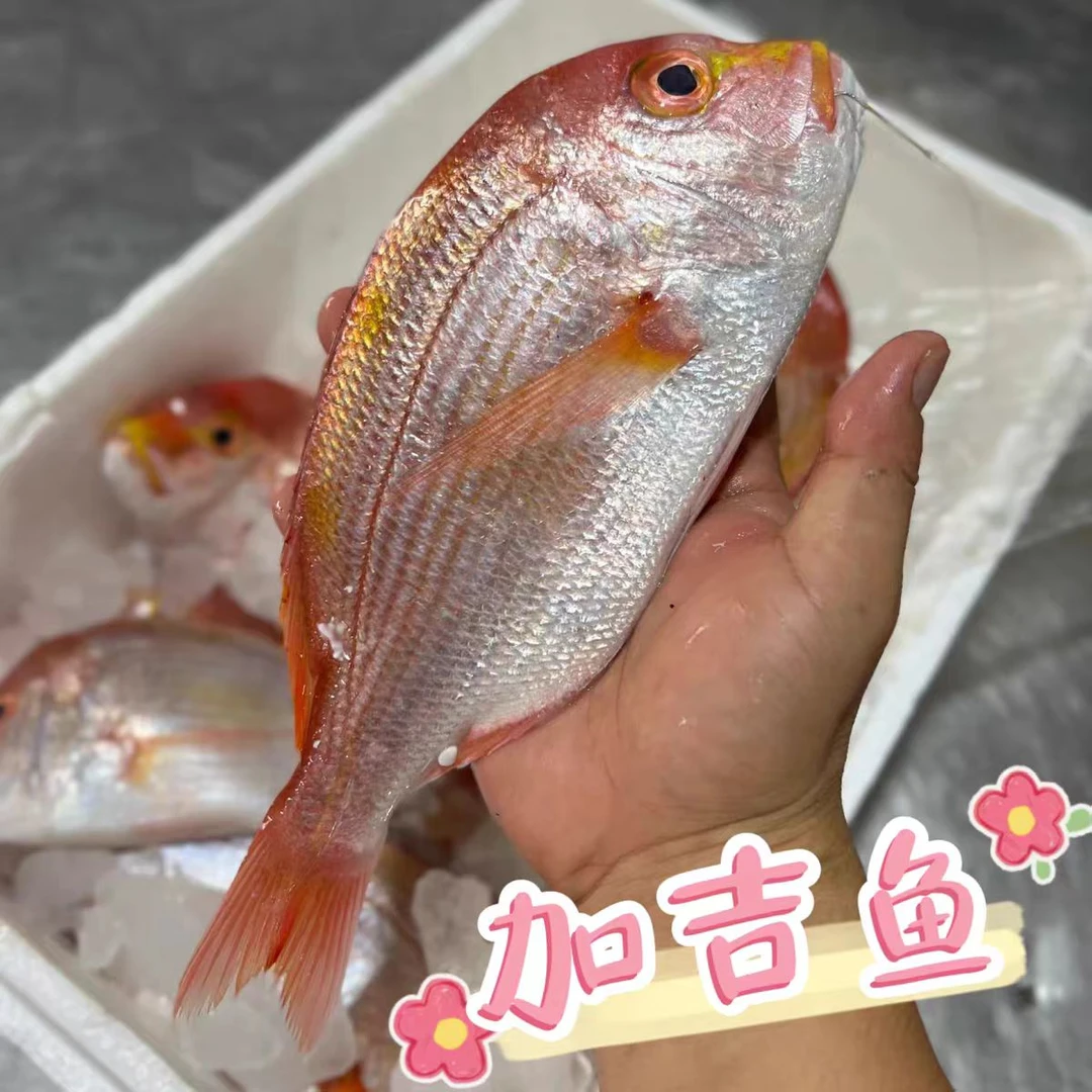 江苏海鲜水产新鲜加吉鱼现捕赤棕鱼无小刺红立鱼7斤