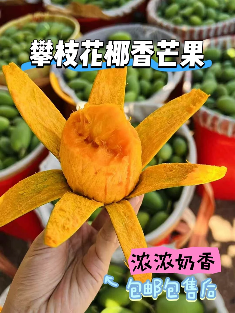攀枝花椰香芒果皮薄肉厚酸甜可口鸡蛋芒果现摘现发礼盒装