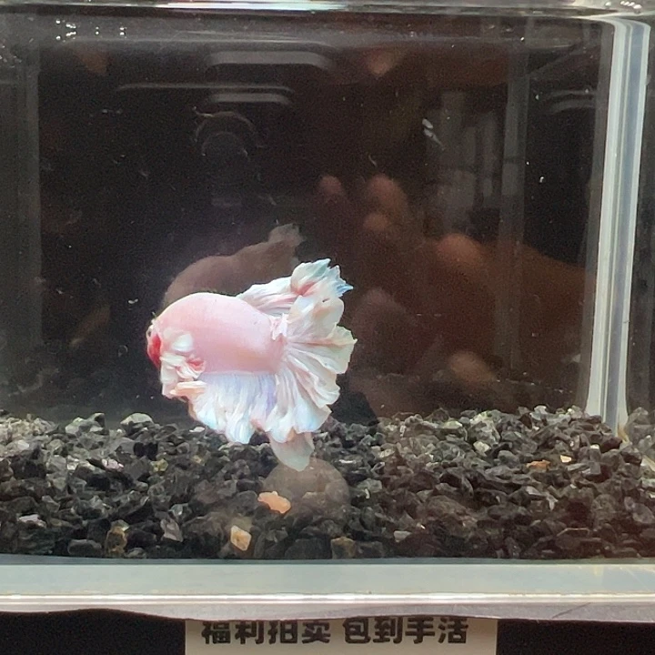 斗鱼跑单拉黑24日20