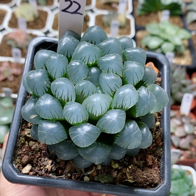 【闪购商品】22潘灯