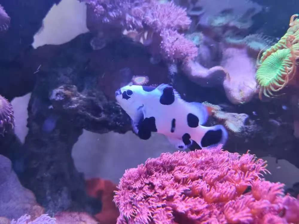 人工繁殖熊猫小丑鱼活体海水观赏鱼可钻海葵饲养