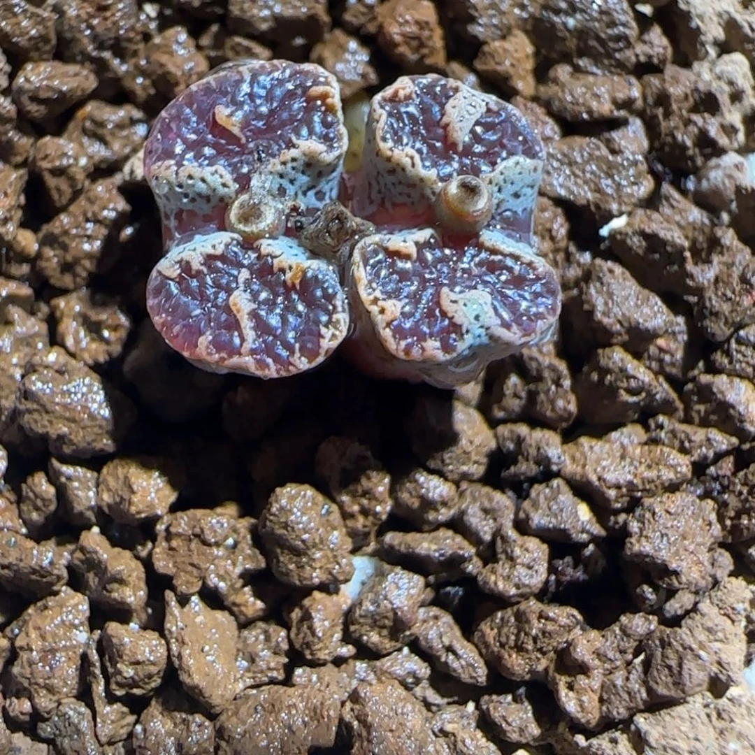 肉锥多肉植物组合-蝴蝶1321