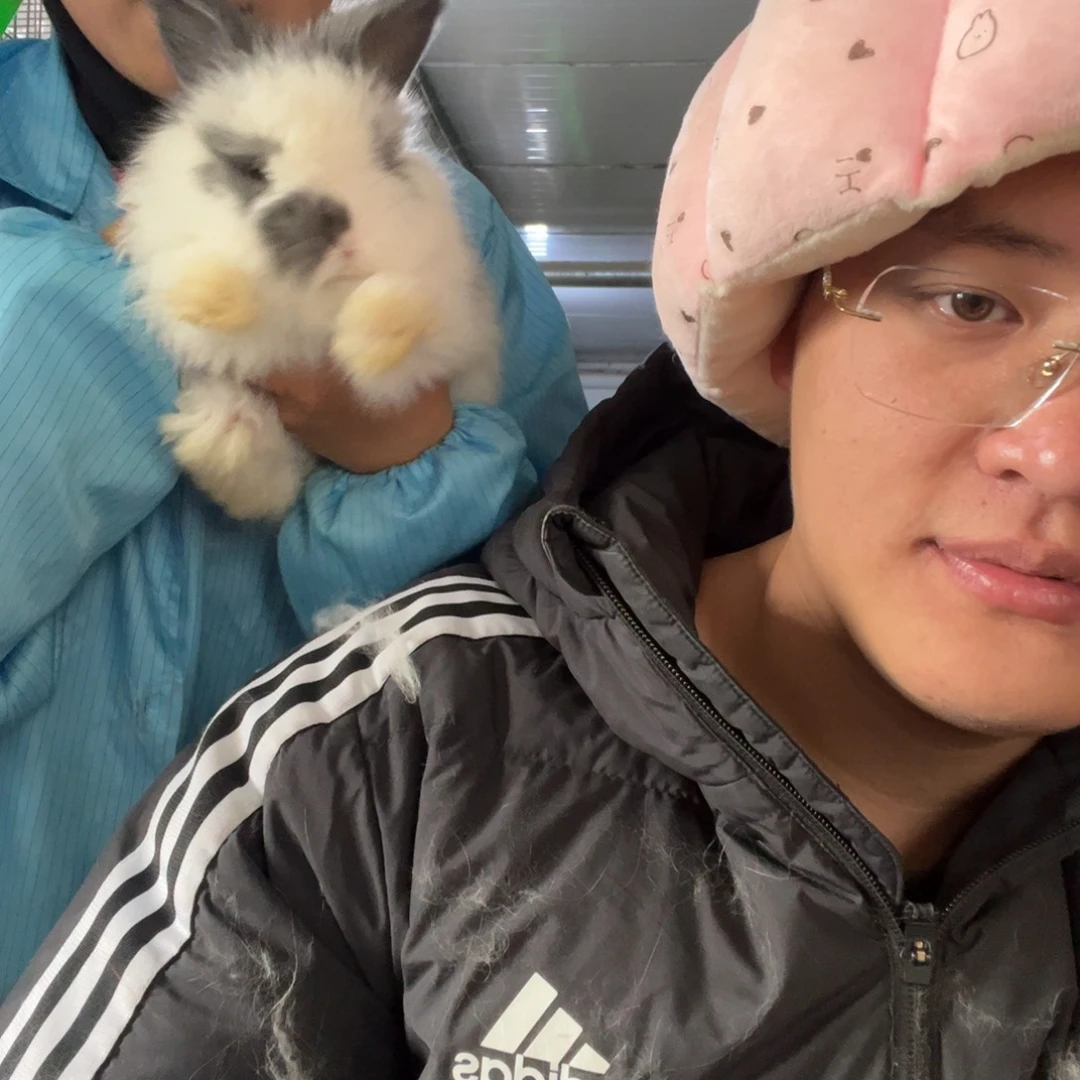 双血统英系安拉兔子