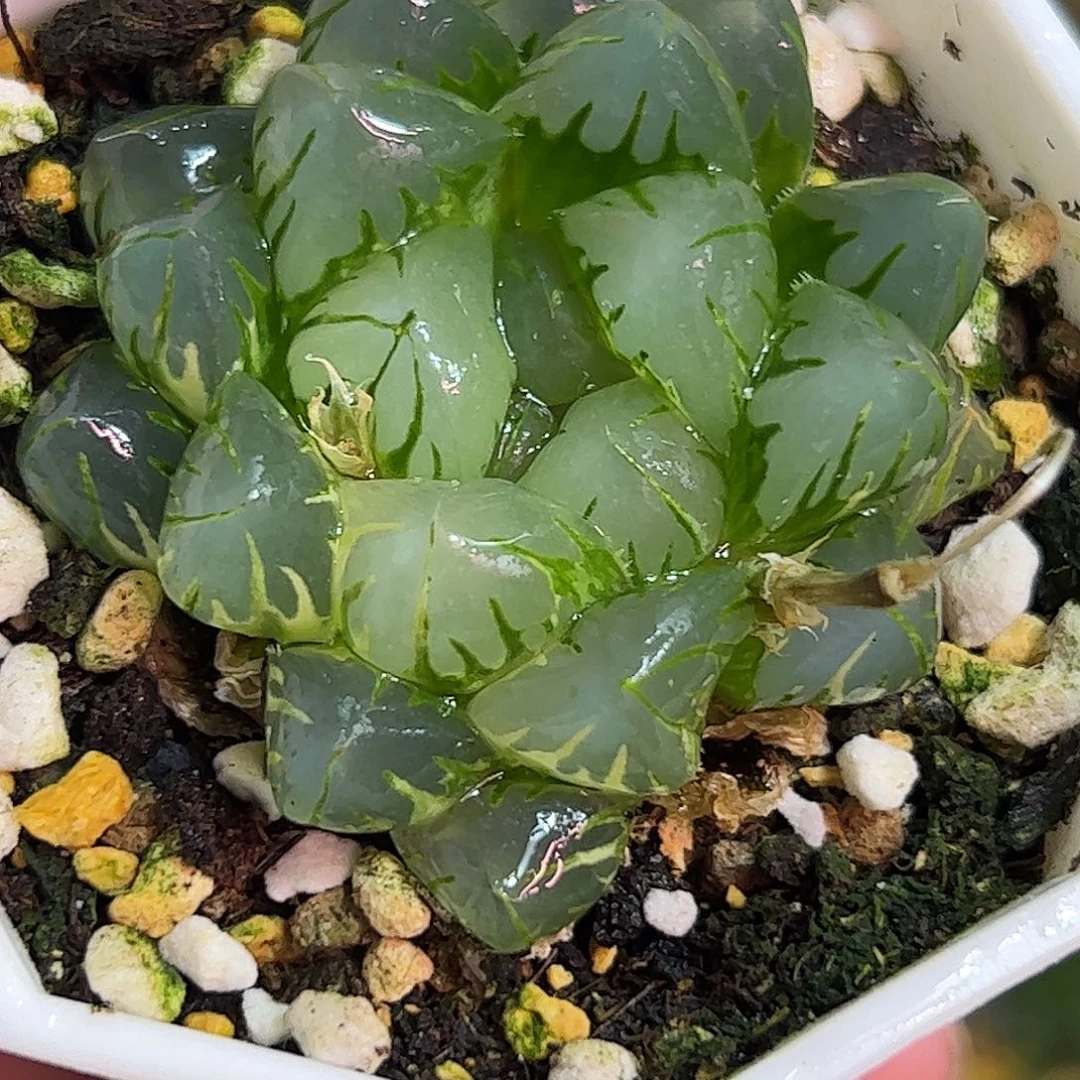 水中月锦十二卷多肉植物