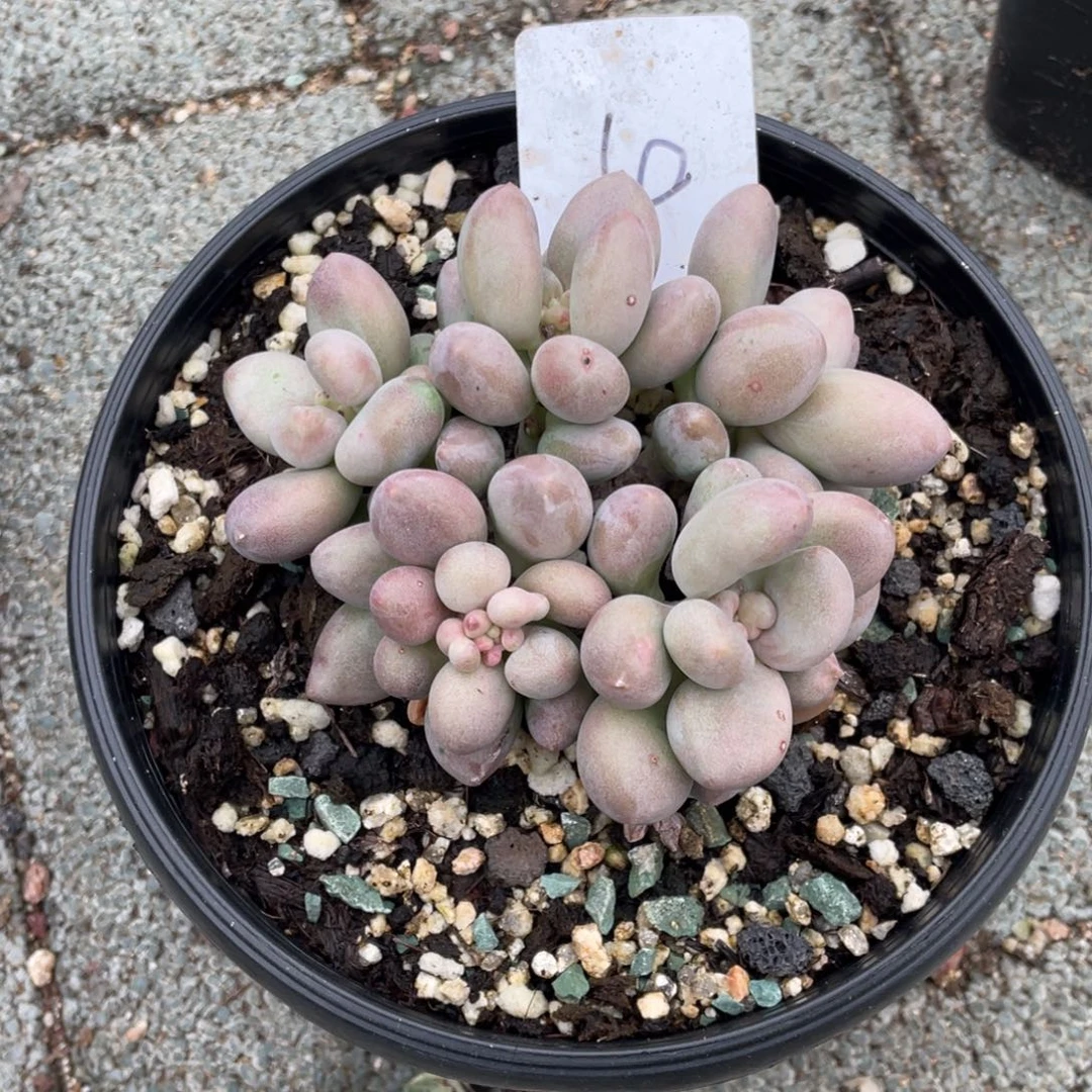 贵妃奶酪多肉植物