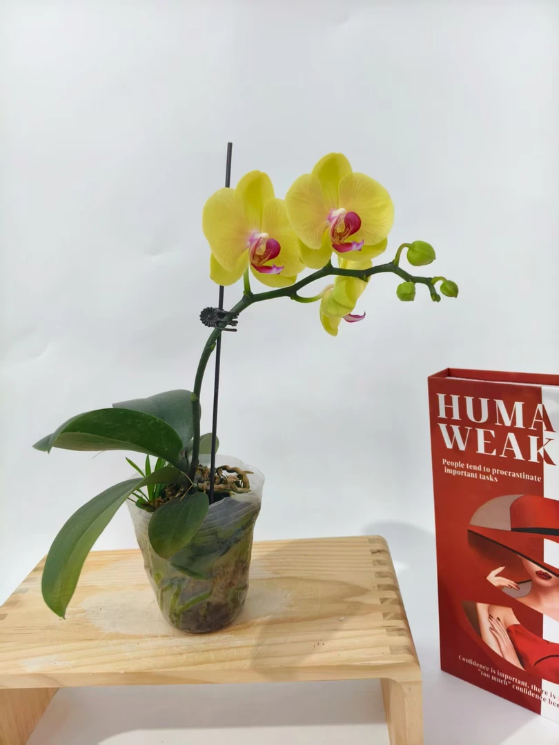 蝴蝶兰【米拉】花苗盆栽带花剑花苞客厅室内四季好养观赏花卉