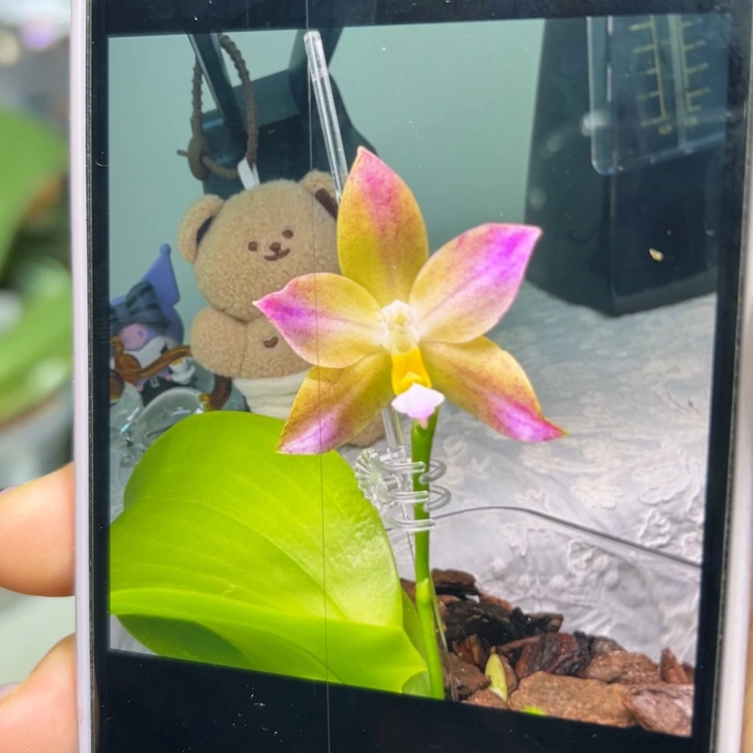 当前无花栽培后可以开花黄金华尔兹