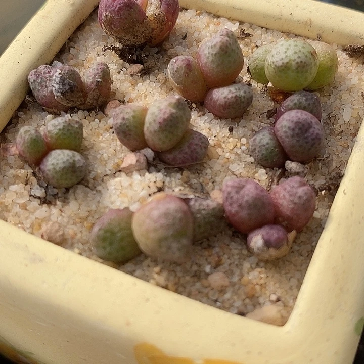 3头955D斑马一颗。