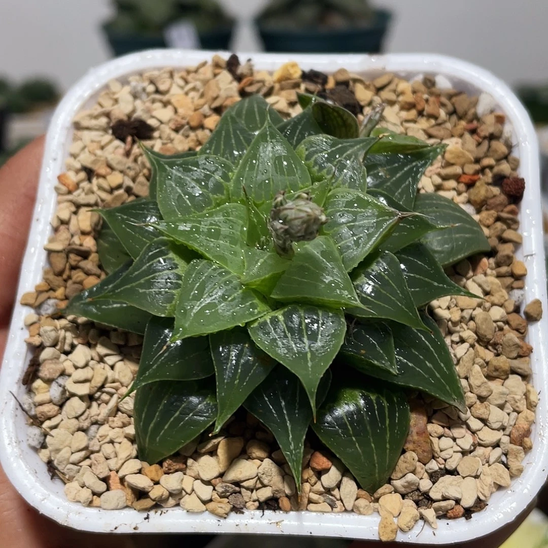 万象盆葫芦寿多肉