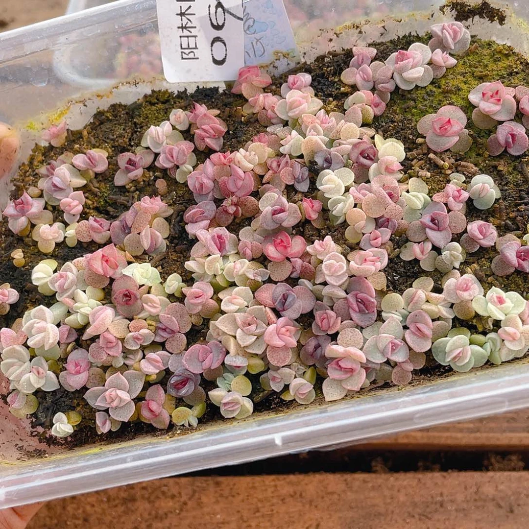 孞***㐑多肉植物多肉植物605