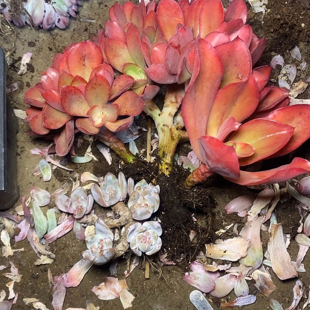 用****4一物一拍，多肉两颗