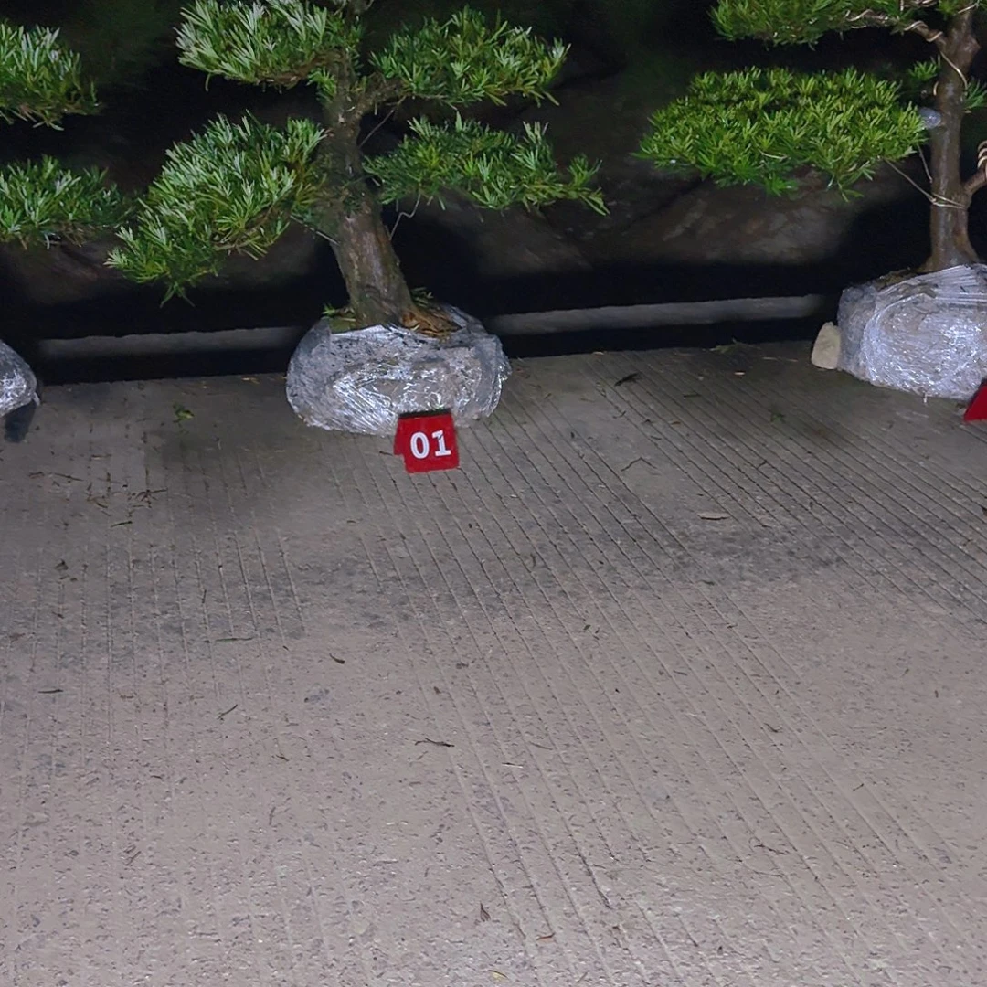 阳***光完全开放罗汉松，基地发货