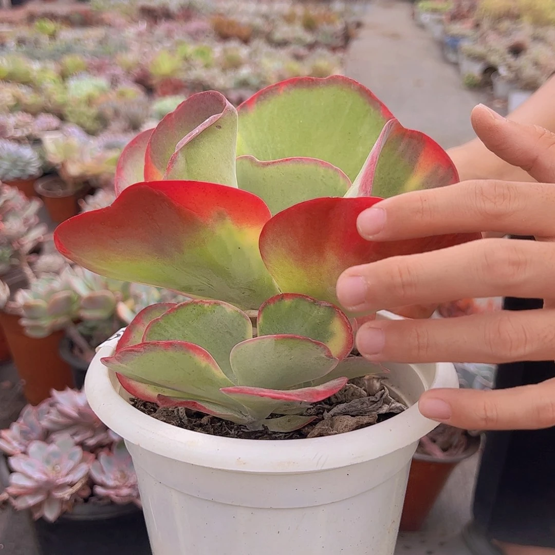 单头带仔唐印锦一盆