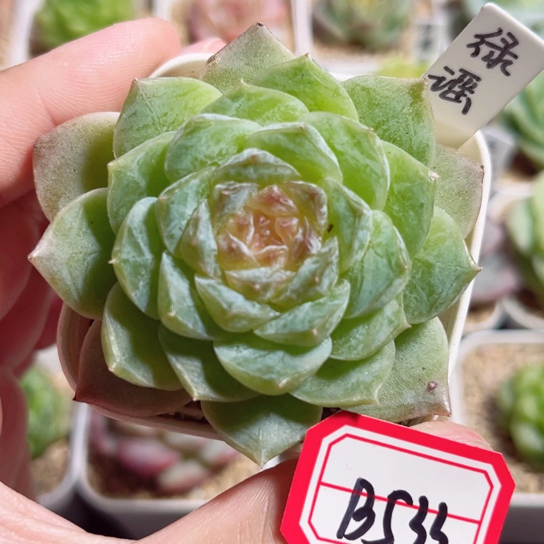 B533 一物一拍 绿瑶