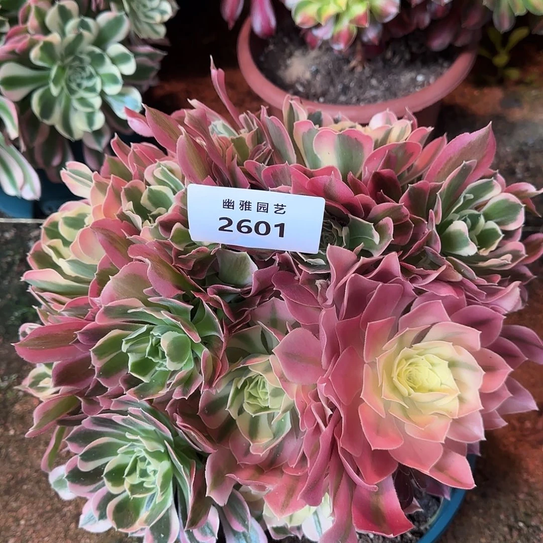 多肉植物白凤2601