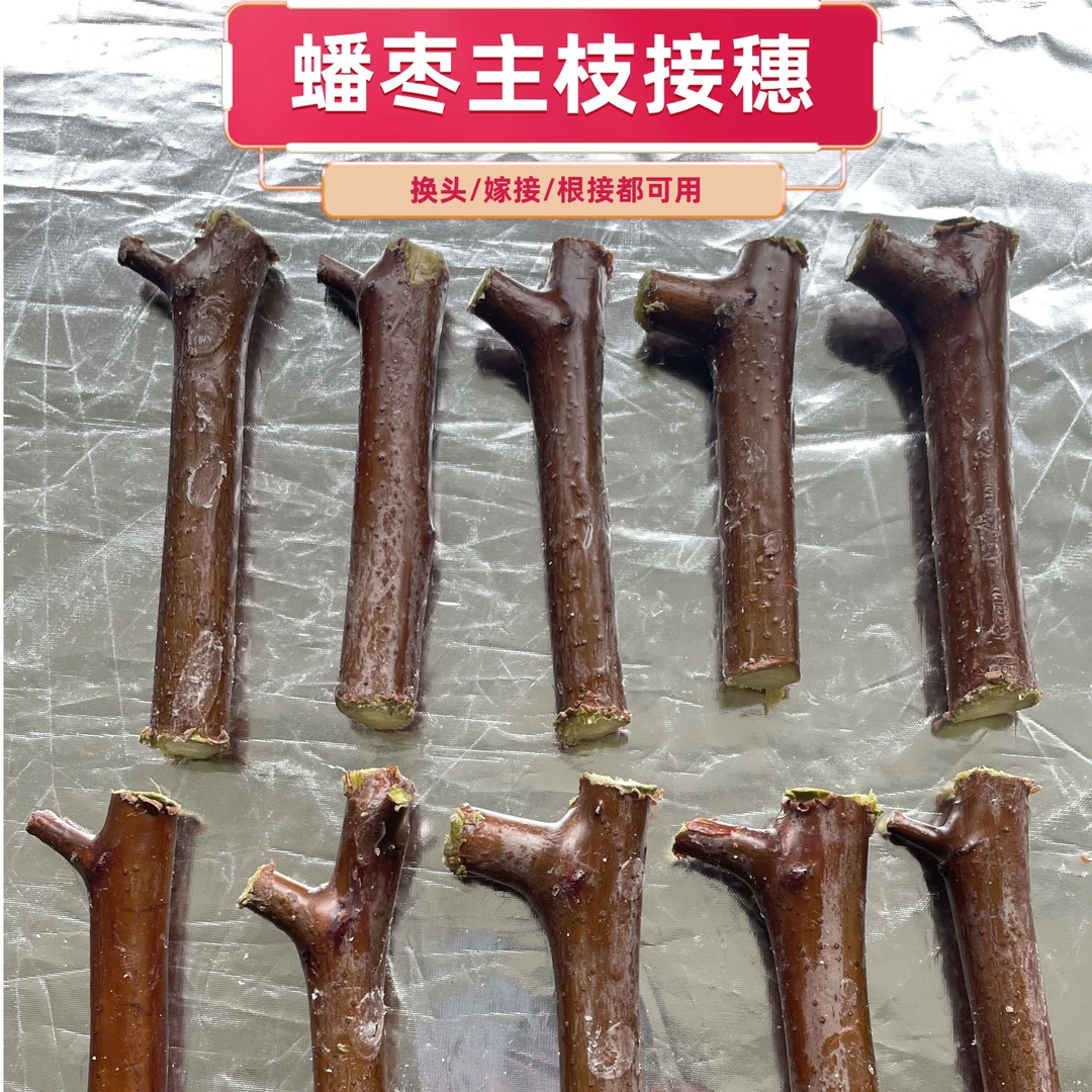 超大超甜蟠枣主枝接穗侧枝接穗嫁接根接换头都行