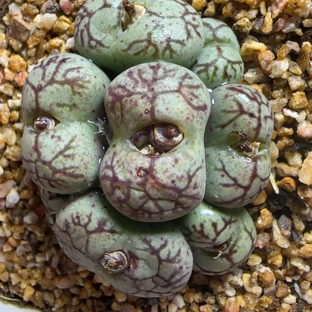 2.4号多肉猴脸大群71号