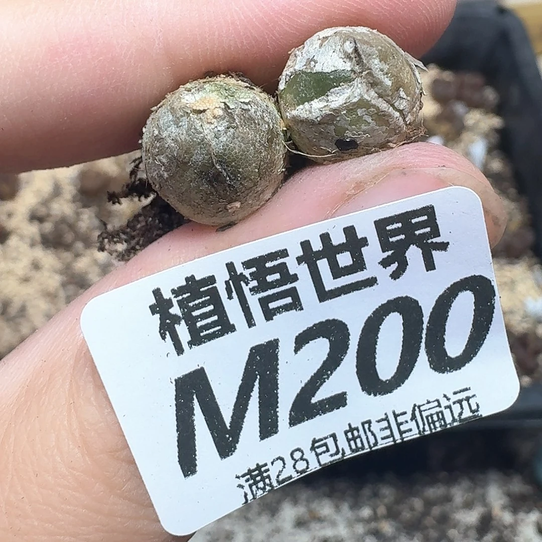 多肉植物的润泽地