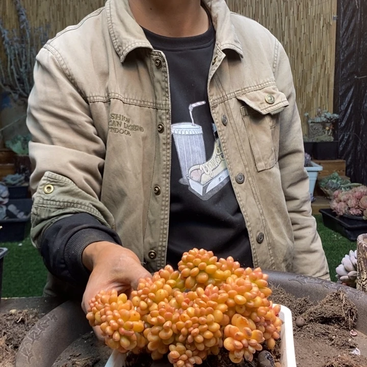 大***港314号香格里拉多肉植物