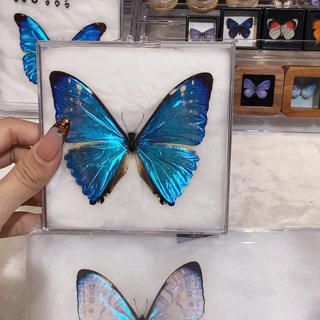 西风夜明珠77777777777777777777