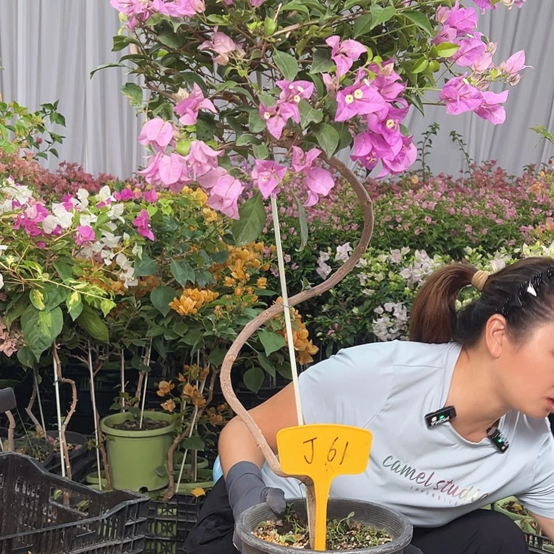 H***L当前无花栽培后可以开花J61雪紫