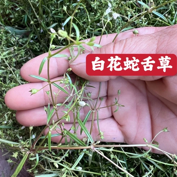 江西赣南农村野生白花蛇舌草太阳自然晒干干货