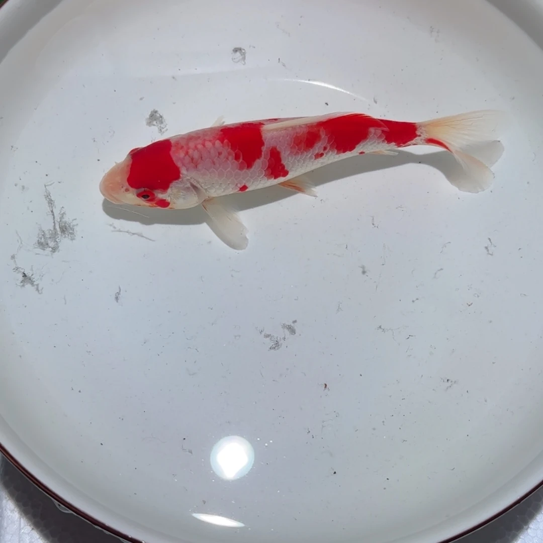 黯***淡锦鲤锦鲤 观赏鱼 锦鲤