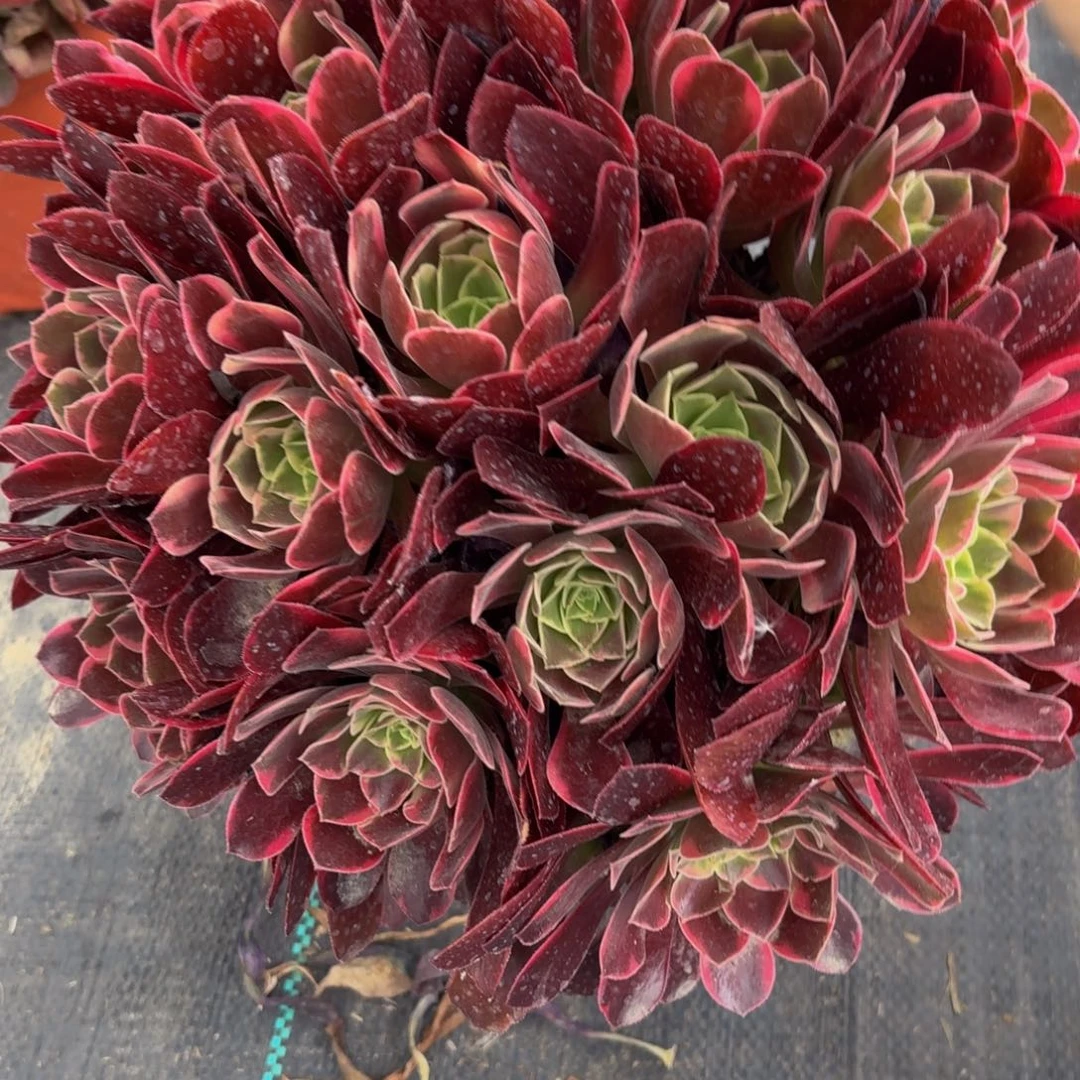 无花朵367多肉植物捧花的